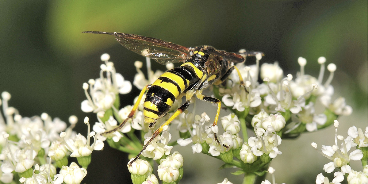 Tenthredinidae N 8: possibile Tenthredo marginella